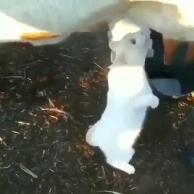 Cat.