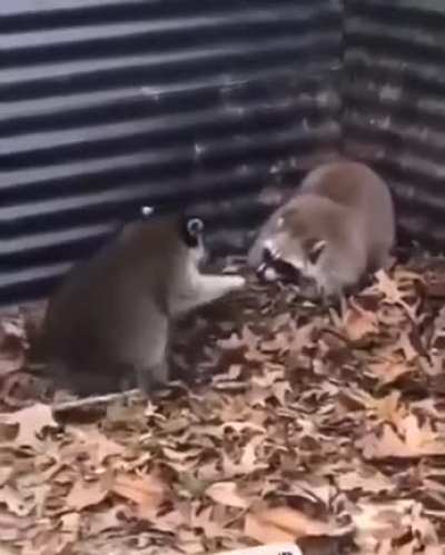 Fight without rules ?