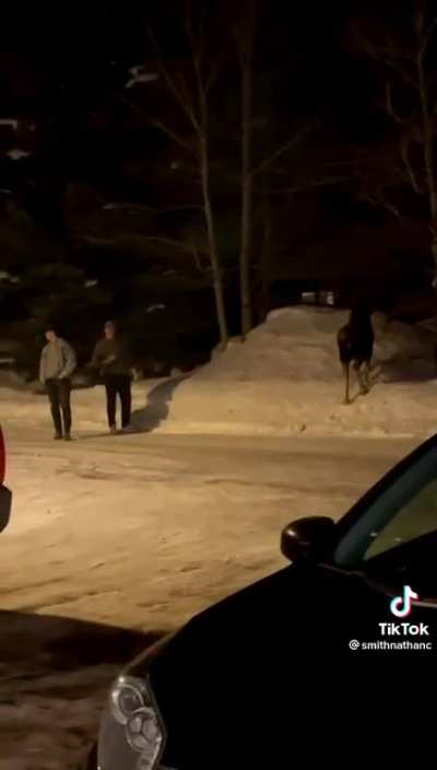 These people arguing about a Moose... ??