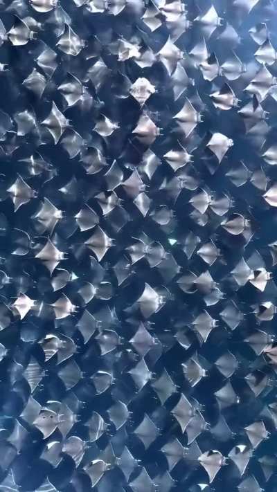? A Horde Of Mobula Rays Migrating
