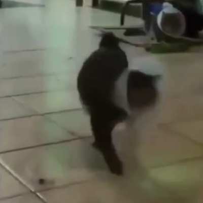 ? walk