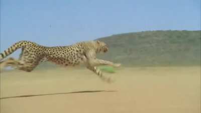 ? Cheetah accelerating to over 100 km/h (62.0 mph).