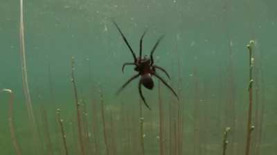 ? Diving Bell Spider ?