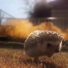 ? Run hedgehog run.. (with fire background.. Really Lit)