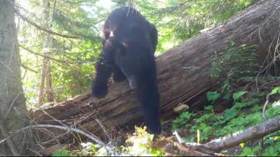 ? Apex predators and more! Biodiverse as hell!
