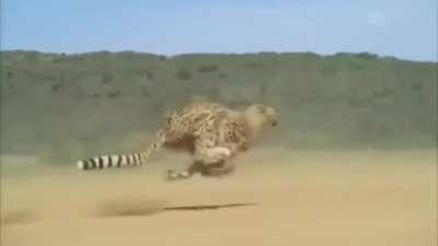 ? Cheetah running at full speed