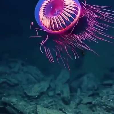 ? The stunning colors of the Halitrephes Maasi, a type of jellyfish.