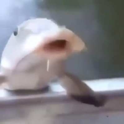 Fishy nooooo