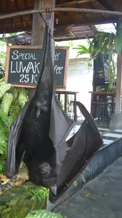 Human sized Bat