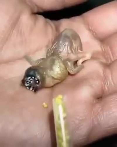 ? This Gouldian Finch chick
