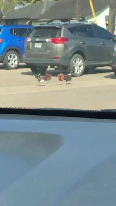Cock fights in Hawaii are pretty common