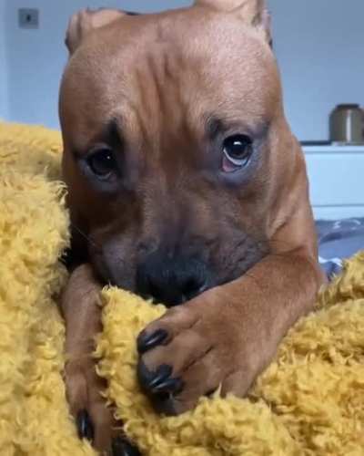 Would you be able to resist this face? ?