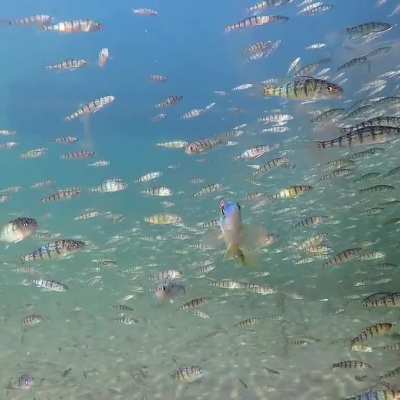 ? A kaleidoscope of fish emitting rainbow colours as sunlight reflects off their scales! ...video by instagram.com/kevinbiskaborn