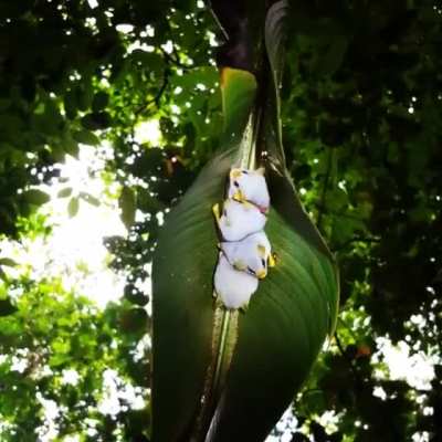 ? Honduran White Bats