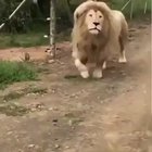 Roar