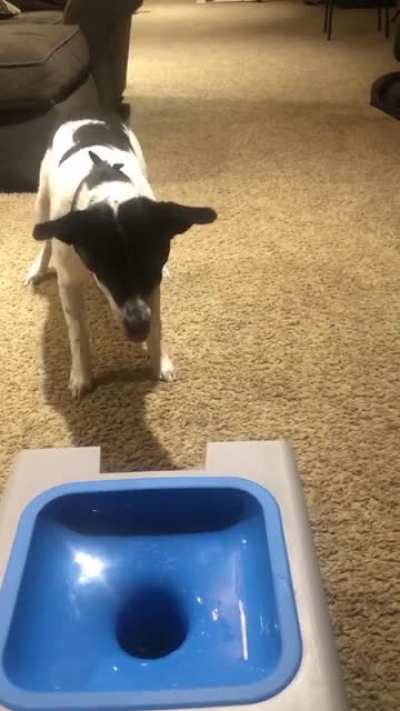 Excited Tippy Taps for her new toy! ??