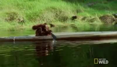 ? just an Orangutan rowing a boat