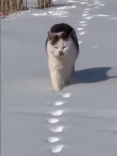 Cat retracing steps is quite oddly satisfying