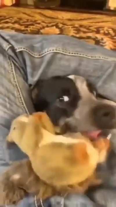 Pure derp