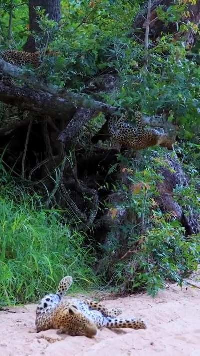 ? Leopard Cub Shenanigans ?