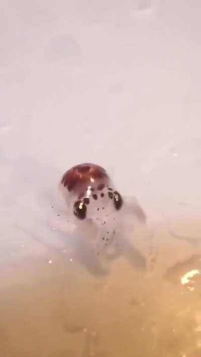?Born the size of a grain of rice, baby octopuses possess remarkable intelligence and problem-solving skills.