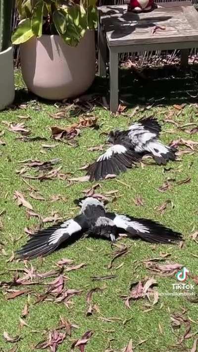 How Australian Magpies sunbathe
