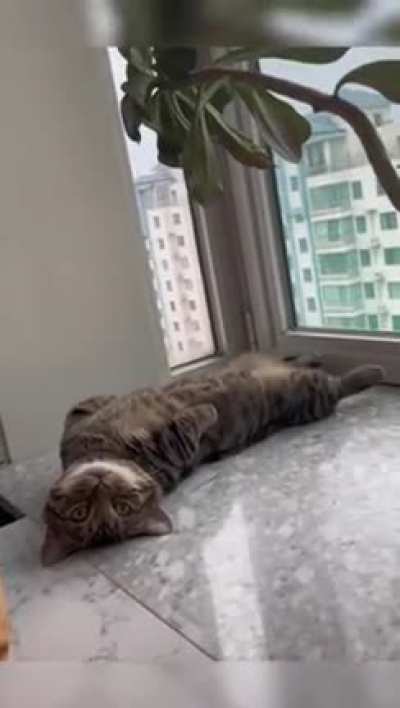 Laid back startle