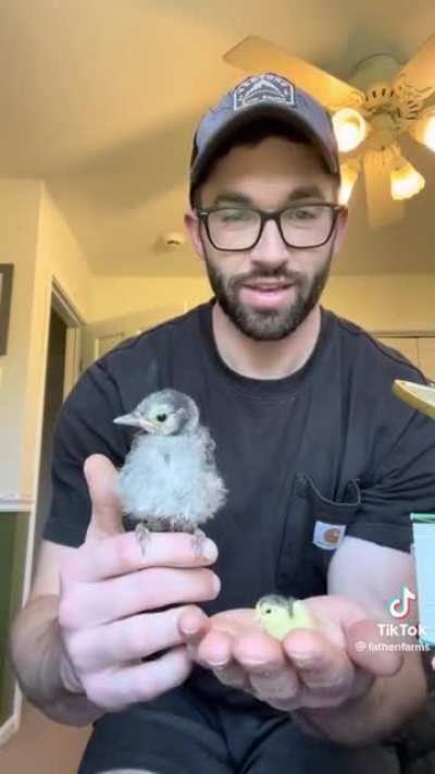 Bird comparison