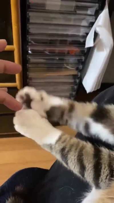 The Purrfect way to close a business deal within seconds