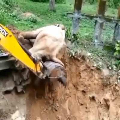 Helping the elephant