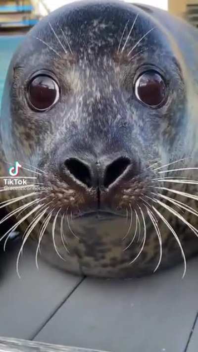 Sea puppy ?