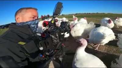 Turkeys are mean.