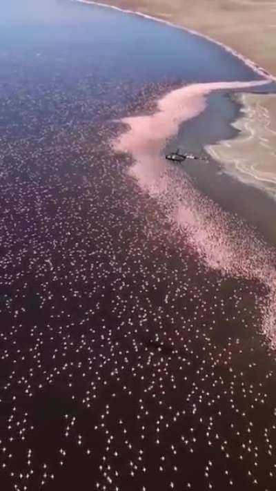 ? These 3,000,000 flamingos in Kenya