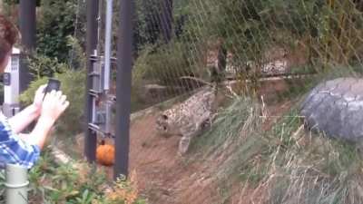 Snow leopard sees a pumpkin