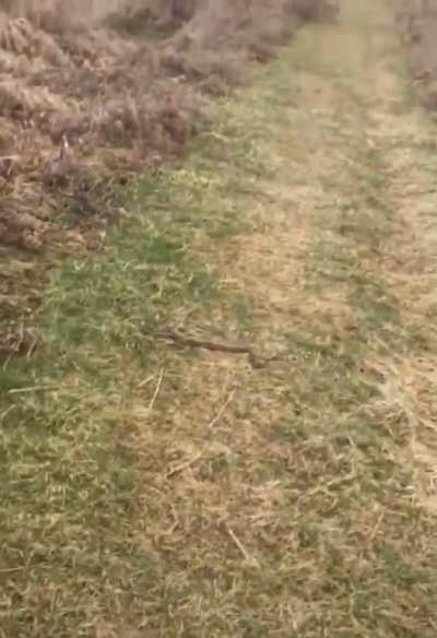 Good boy saves his human