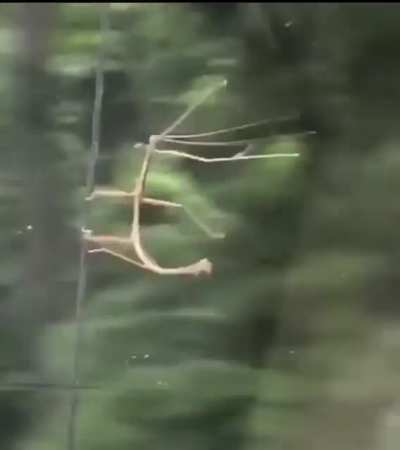 Stick bug with a taste for speed