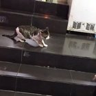 Leave it Tiddles he’s not worth it!