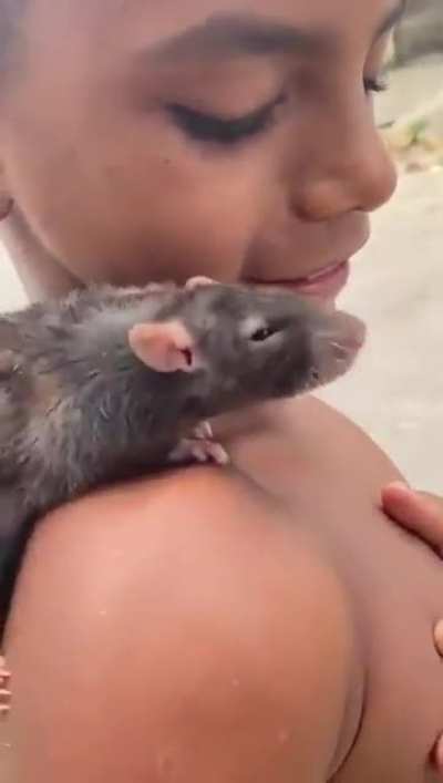 My street mouse pet