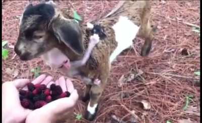 Bayou goat, baby goat… munching on some berries baby - wait what’s that