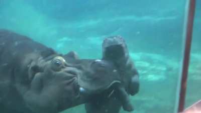 ? Baby Hippo "Swimming Lessons"