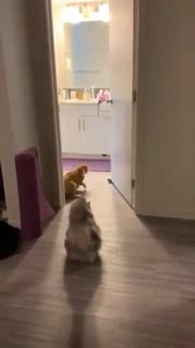 Curious Cats