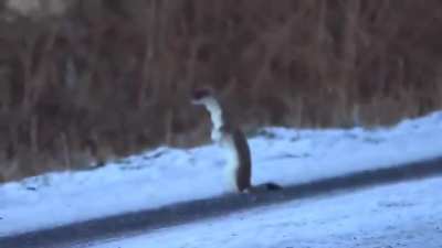 ? Curious Stoat in the snow