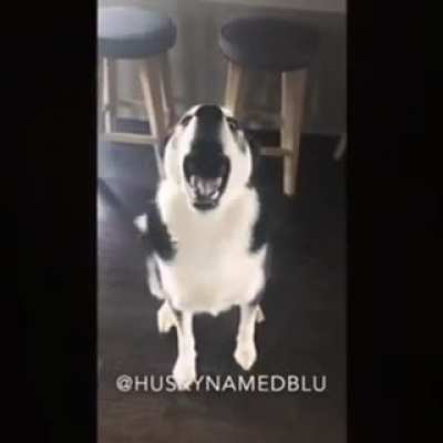 “If I am louder than hooman, I will win.”