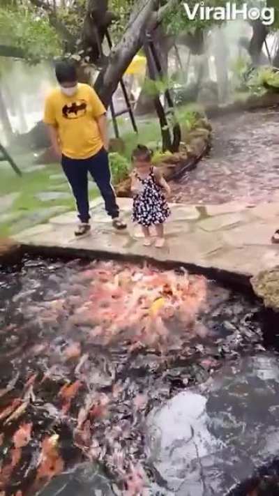 ? A great view of koi feeding in Thailand