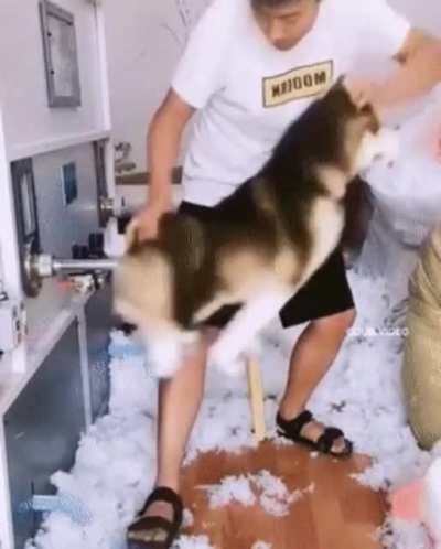 You can literally see the "Hol Up" on the dog's face