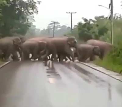 ? Matriarch says thanks after vehicles stop to let herd cross the road