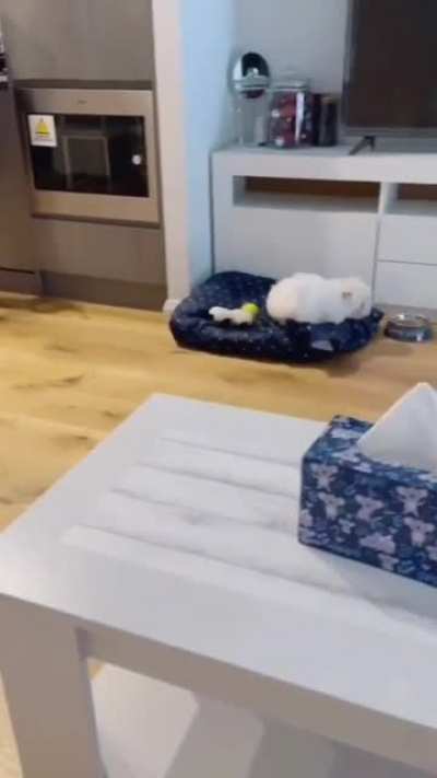 Heeelp! A carpet! Run for ur lifes! Oh... It's nothing...
