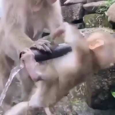 ? Monkey ?
