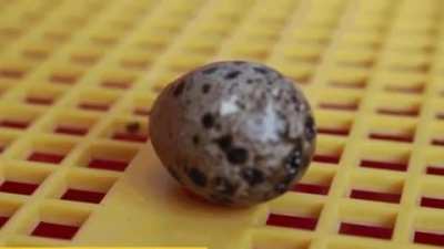 Guy buys Quail eggs from the supermarket and manages to get one to hatch!
