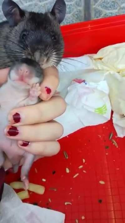 Mom rat shows her babies ?